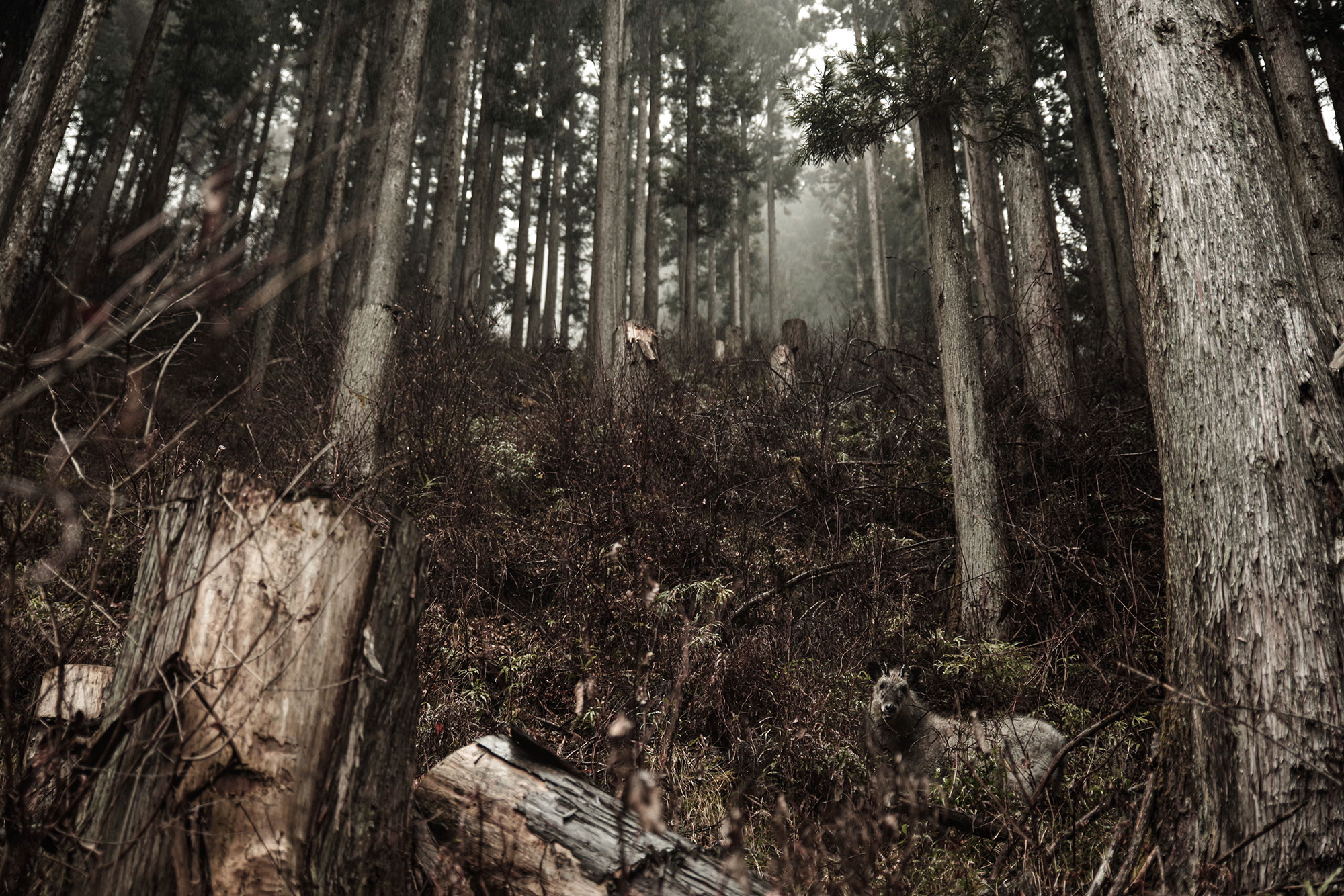 Earth_Investigator 作品 2